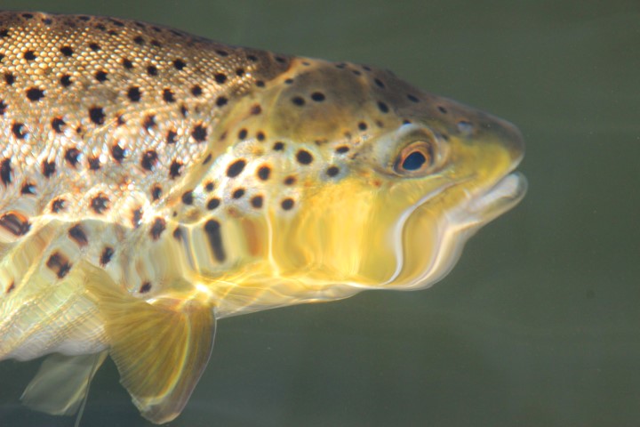 05-15 01 24 brown trout by Terry Andrews