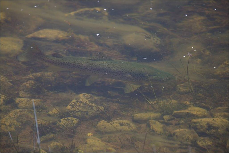 101 Snowy mountain fly fishing