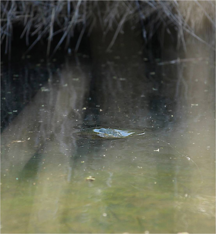 107 Snowy mountain fly fishing