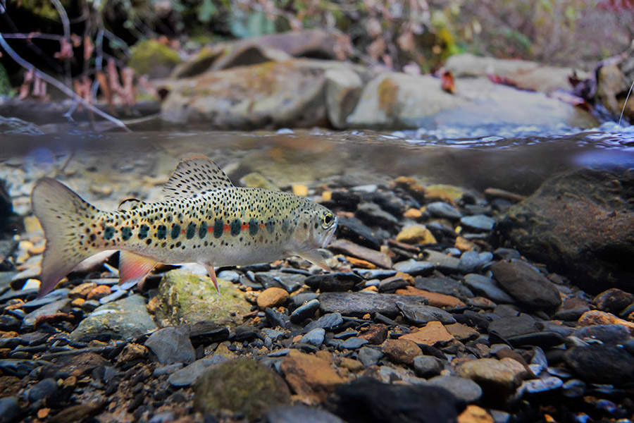 11 Reuben browning award winning image