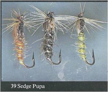 121 Goddard Sedge Pupa 9