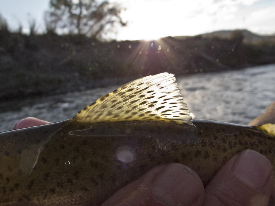 1414 Unusual fly fishing pictures 101 2