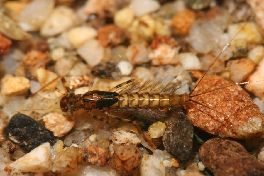 15 Leptophlebid nymph