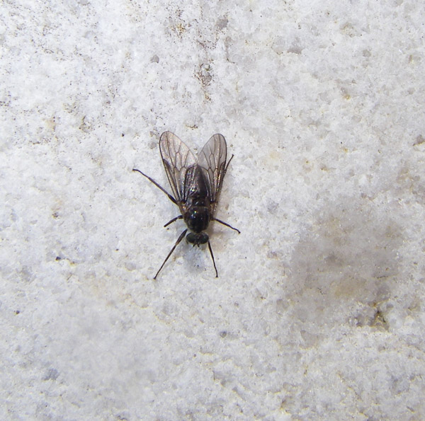 17  Adult Blackfly with eggs