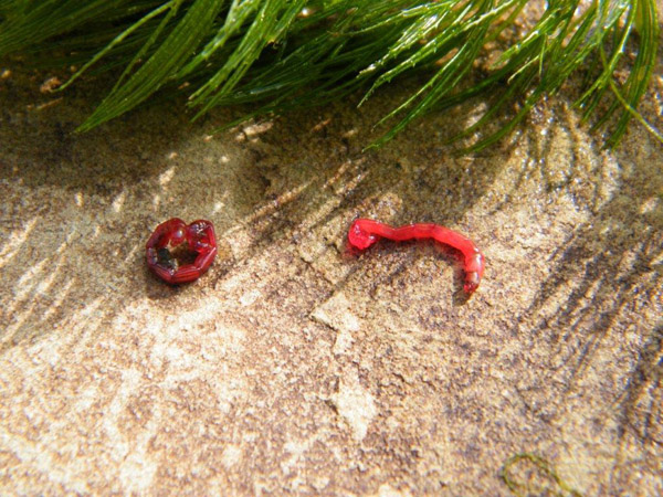 1 Live blood worm from my water feature 25-60 mm long