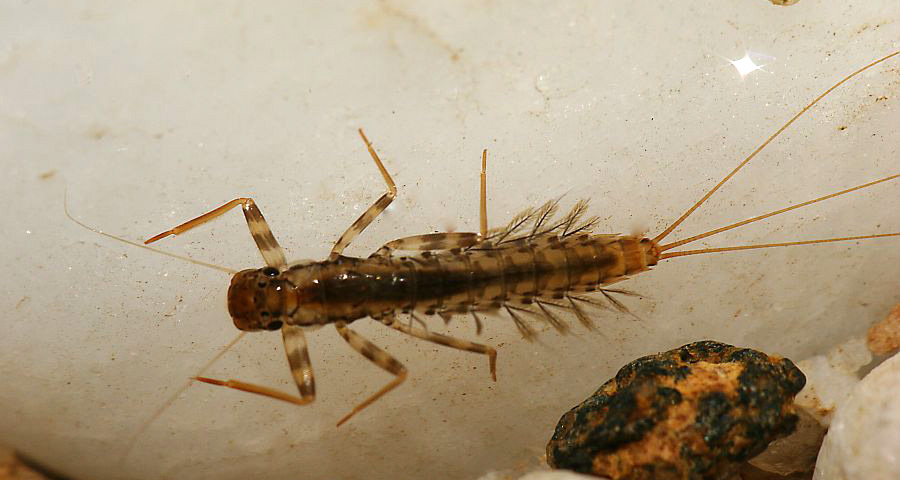 1 gilled mayfly nymph