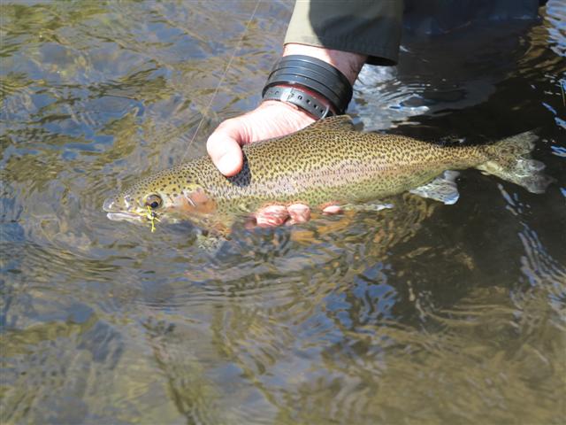 Jan Korrubel Gateshead Rainbow-15 inches-by Mike McKeown-1