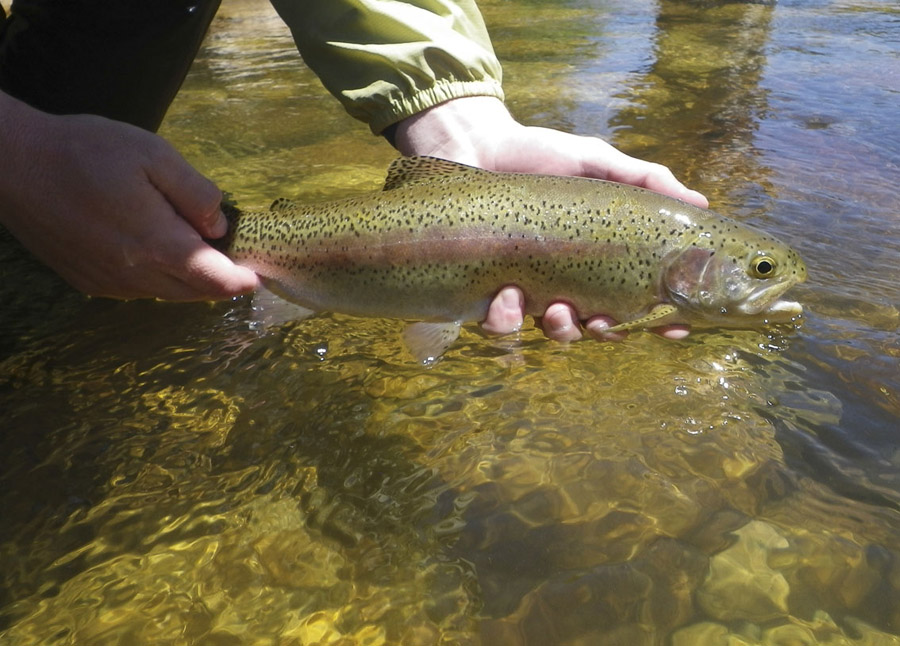 Typical Smalblaar rainbow