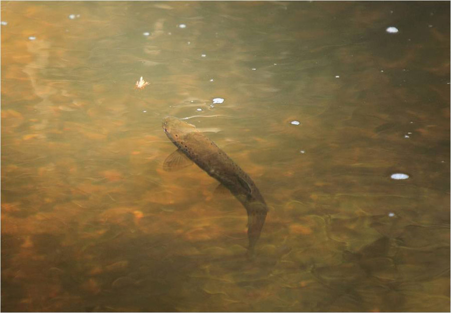 23 Delegate Region NSW trout