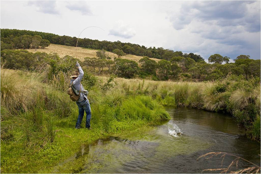 24 Delegate Region Trout