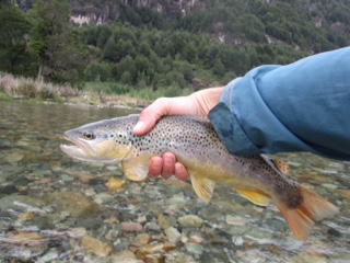 13 wild Brown on the Rio Correntoso