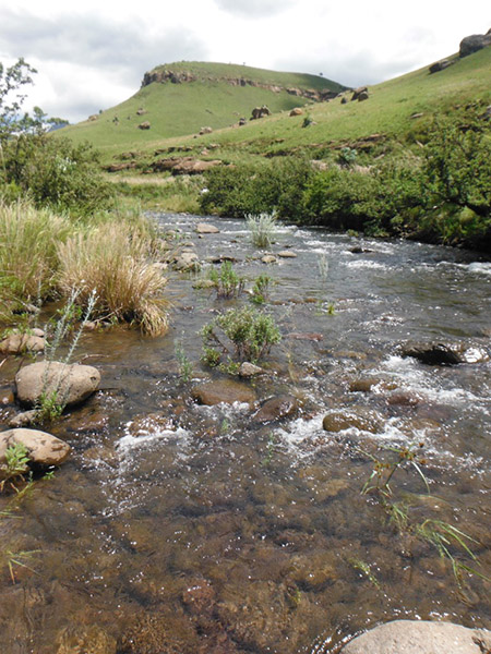 JK 160207-Bushmans-plants in the river