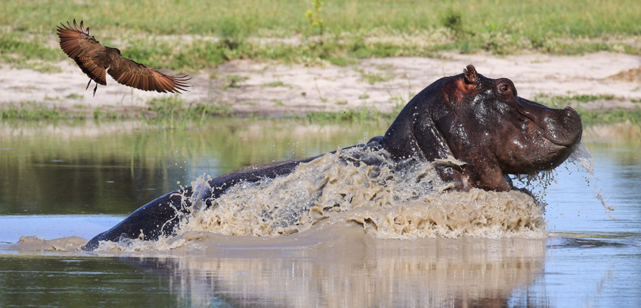 8 Hammerkop eruption 1