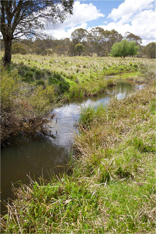 Nick meadow stream 3