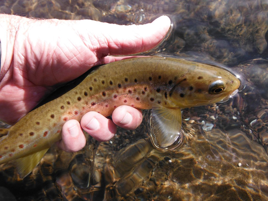 5 10inch Bushmans Brown from mid Oct