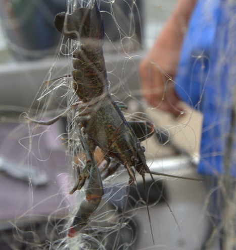 Australian Freshwater crayfish