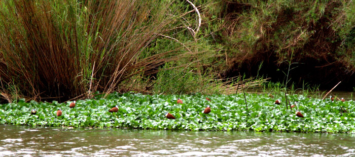 Jacanas on  hyacinths