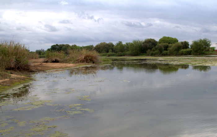 Komati river habitat