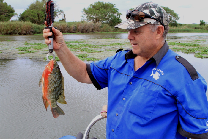 Red breasted tilapia