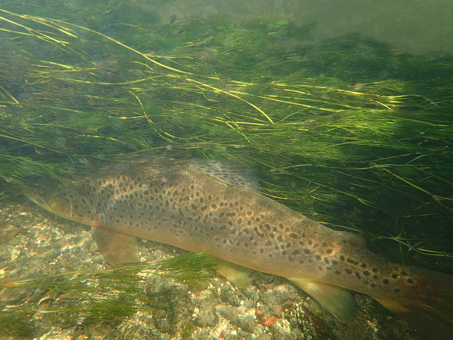 15 CB 2 CB 4 pound brownie Avon