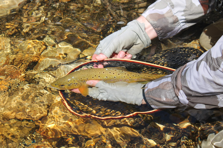 23 Witte River brown trout IMG 2469