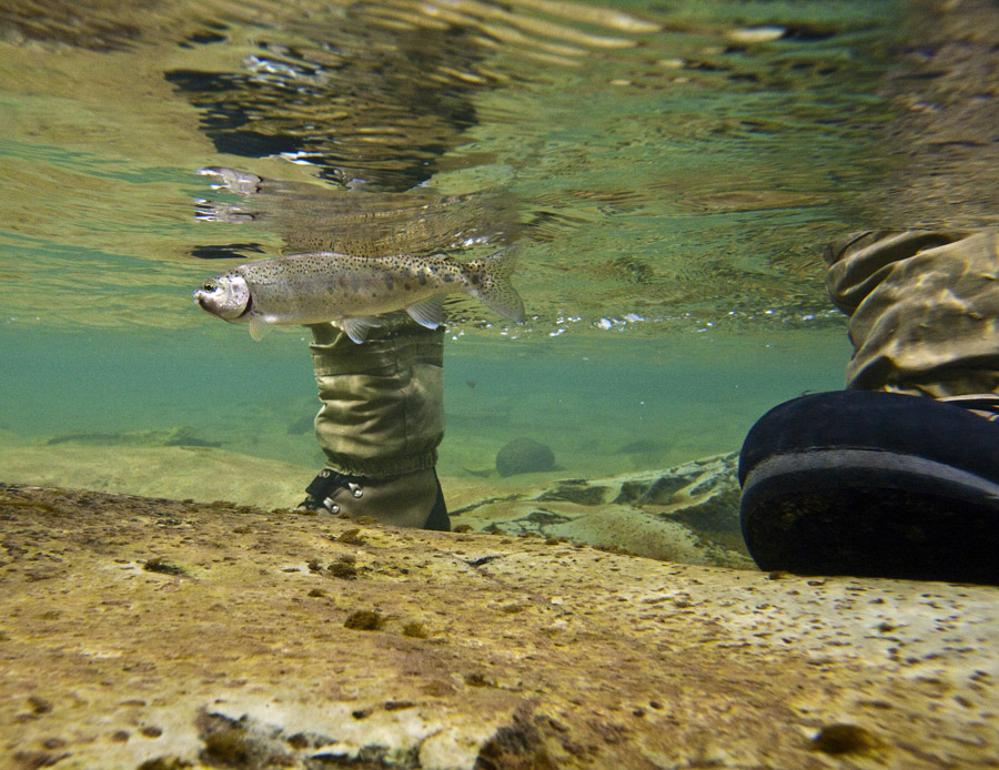 266 Bokspruit River rainbow trout