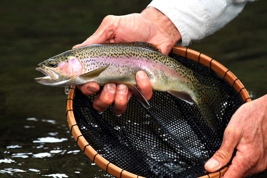 271 Bokspruit river rainbow trout