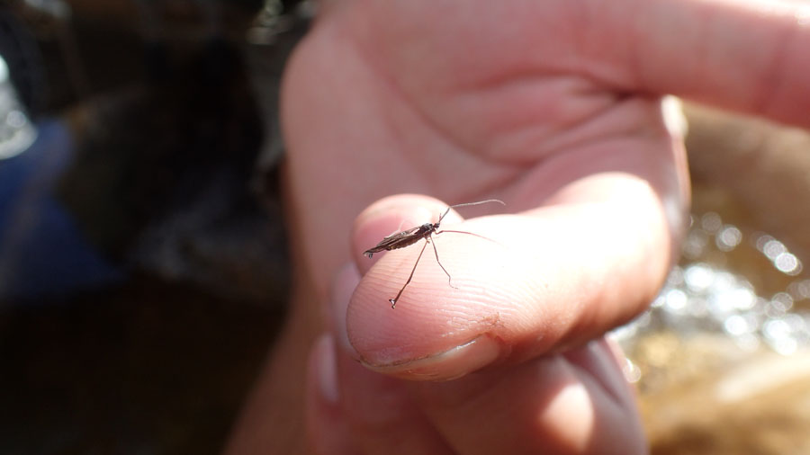 2 The Blepharoceridae Mountain Midge PA110271