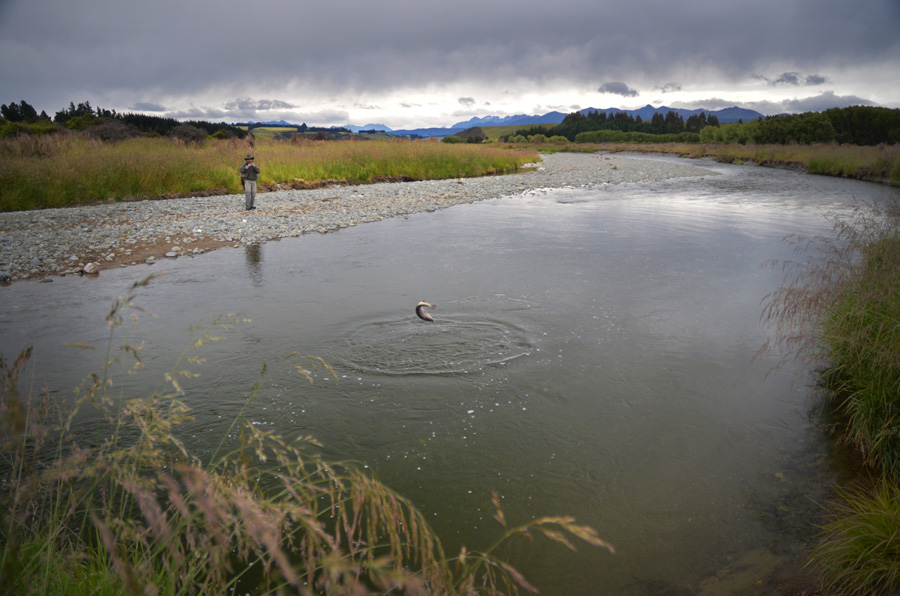 433 trout New Zealand