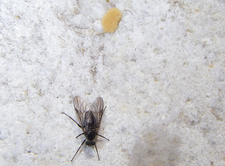 4777 Black fly laying eggs