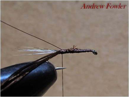 4 Andrew Fowler Nymph 1
