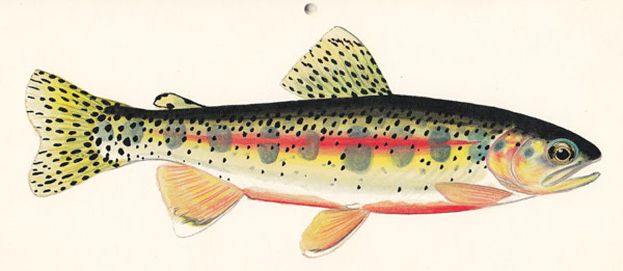 4 James PROSEK rendition of a Golden trout