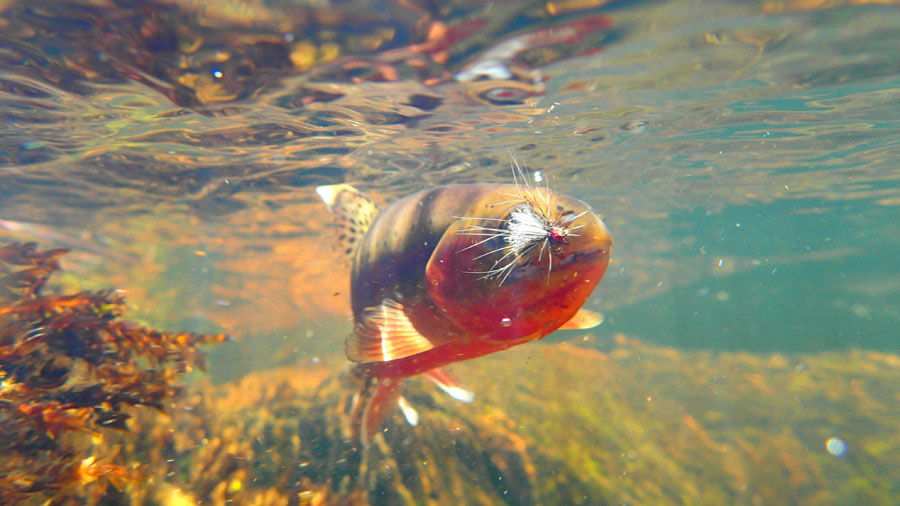 4 Kern River Golden Trout underwater P5030057