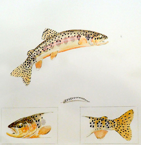 4 Little Kern River Golden trout Painting