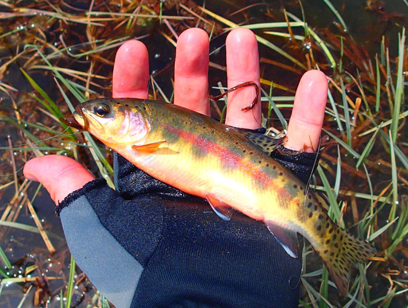 4 Little Kern river Golden Trout in hand 5030060