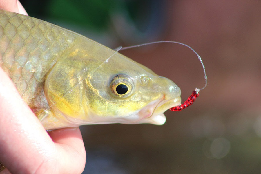 4 Richtersveld-yellowfish flyfishing