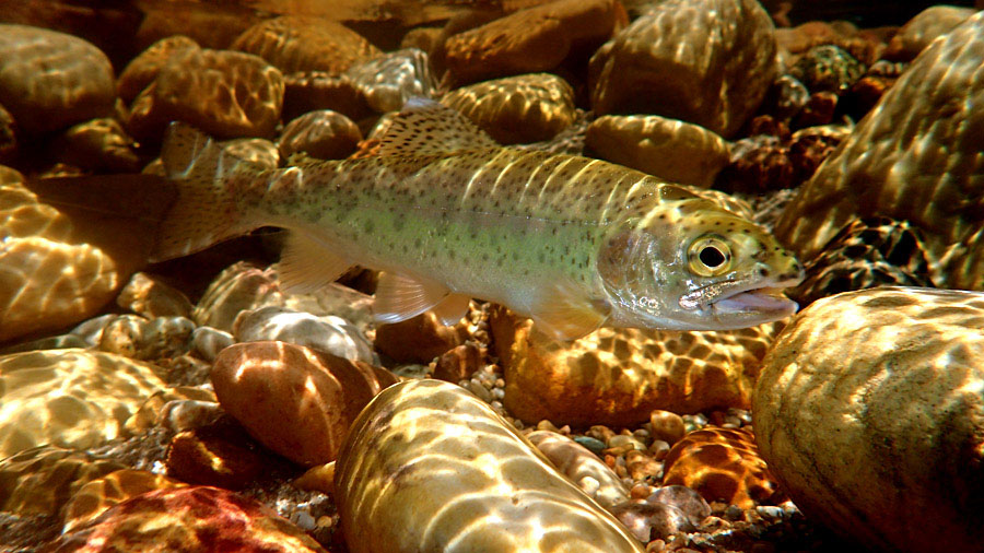 661 Tom sutcliffe trout underwater photo PB220533