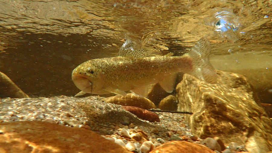 7 Rainbow under water PA290427