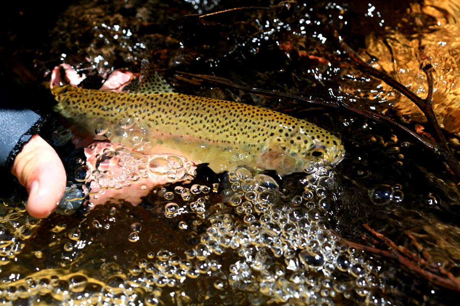 823 tROUT rELEASE IMG 9832