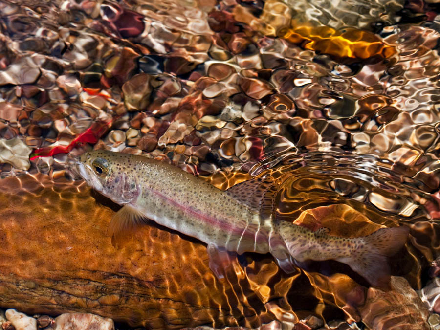 856 trout over bright pebbles