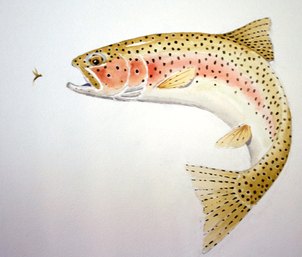 8675 artwork trout tom sutcliffe-4