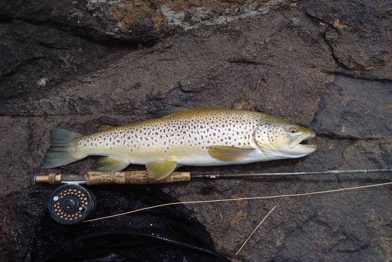 Brown-trout-fishing-in-Lesotho