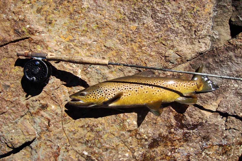 Brown-trout-of-Lesotho