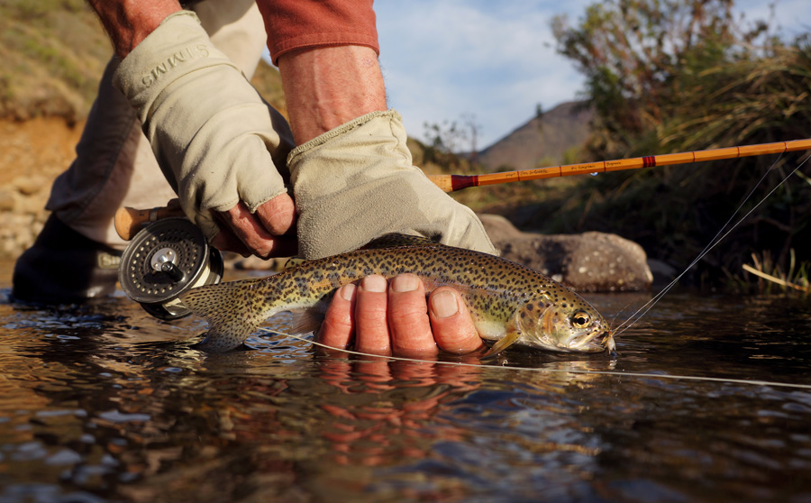 Coldbrook stream rainbow