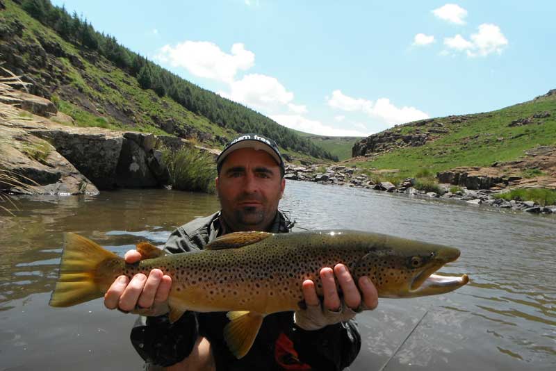 Lesotho-large-brown-trout