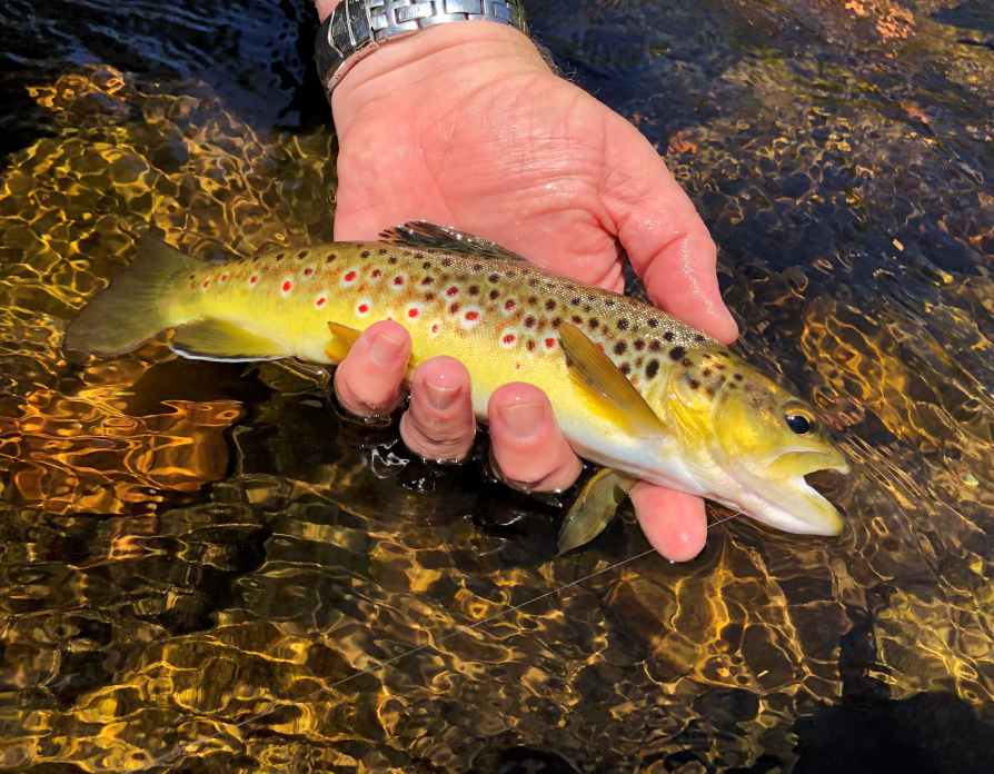 17 Brown trout 0445