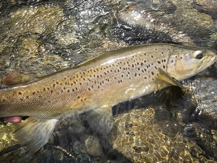 Apsey Oreti Brown Trout