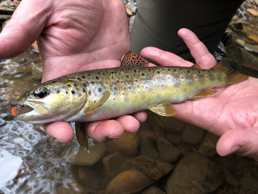 Brown trout 777