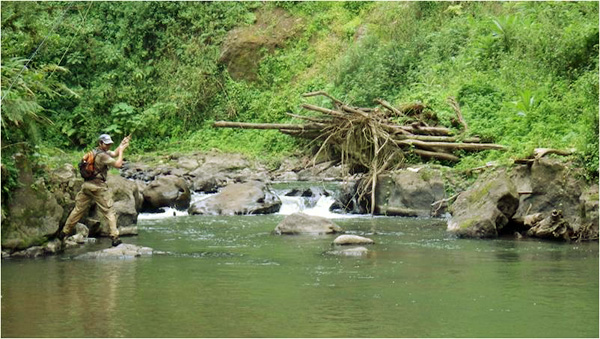 14 KENYAN FLY STREAMS