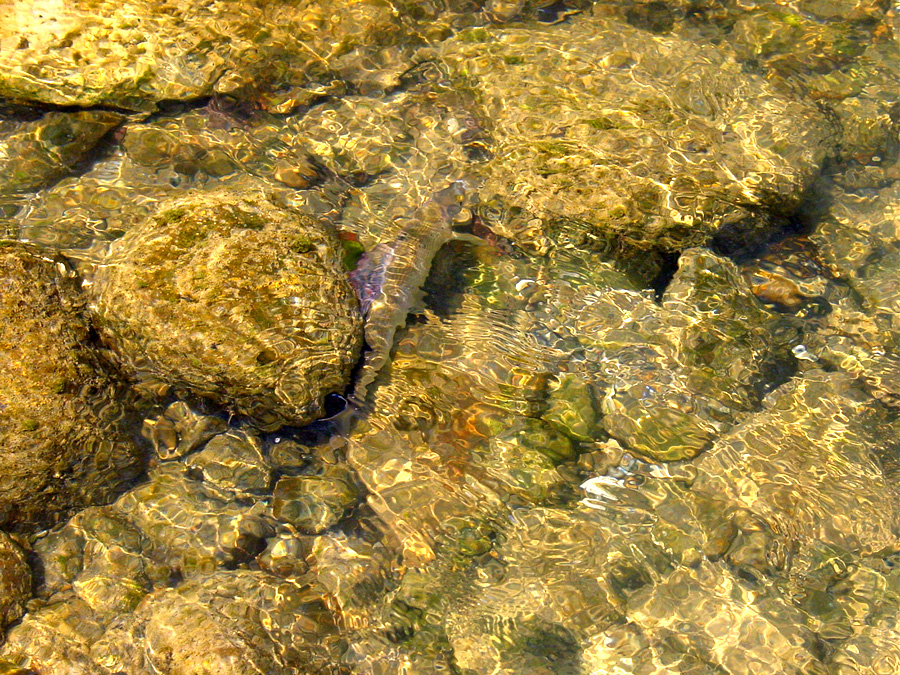 ALPINE STREAMS DSC01845